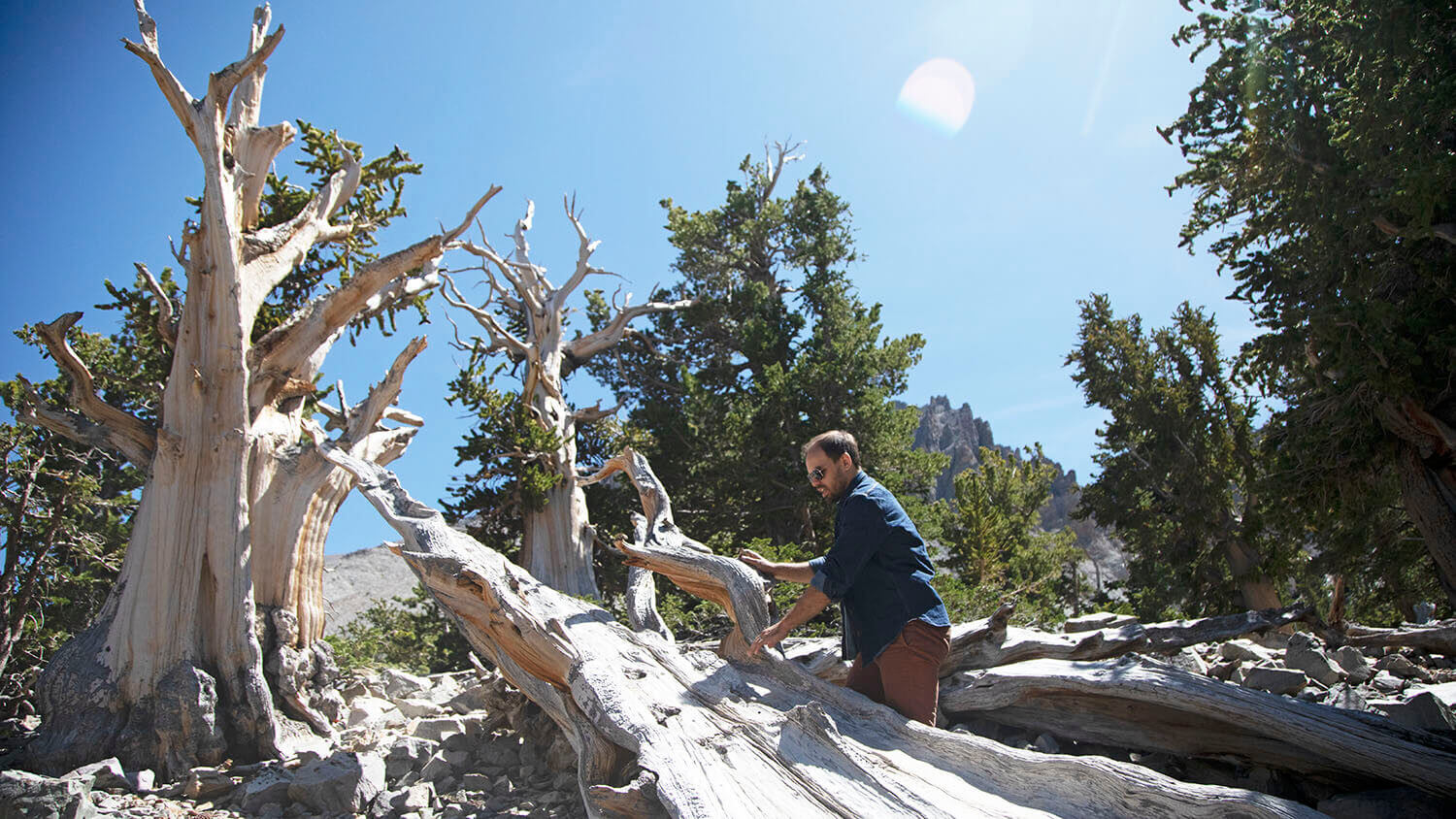 Bristlecone Pine Trees