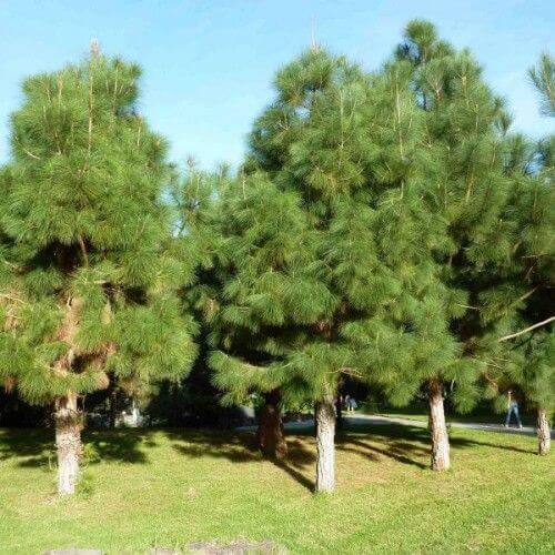 Canary Island Pine