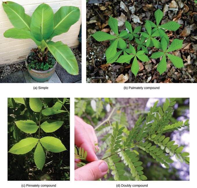 Compound leaves