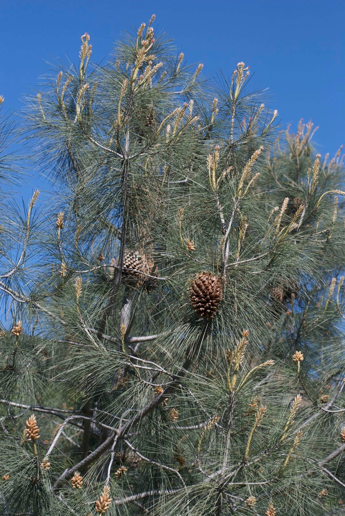 Gray Pine Tree
