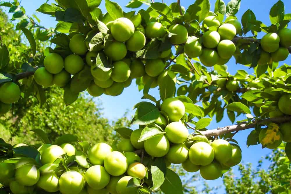 Greengage Plums