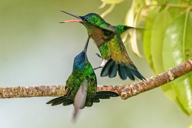 How to Get Rid of Bully Hummingbirds