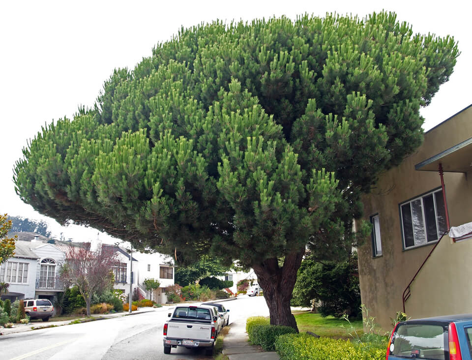 Italian Stone Pine