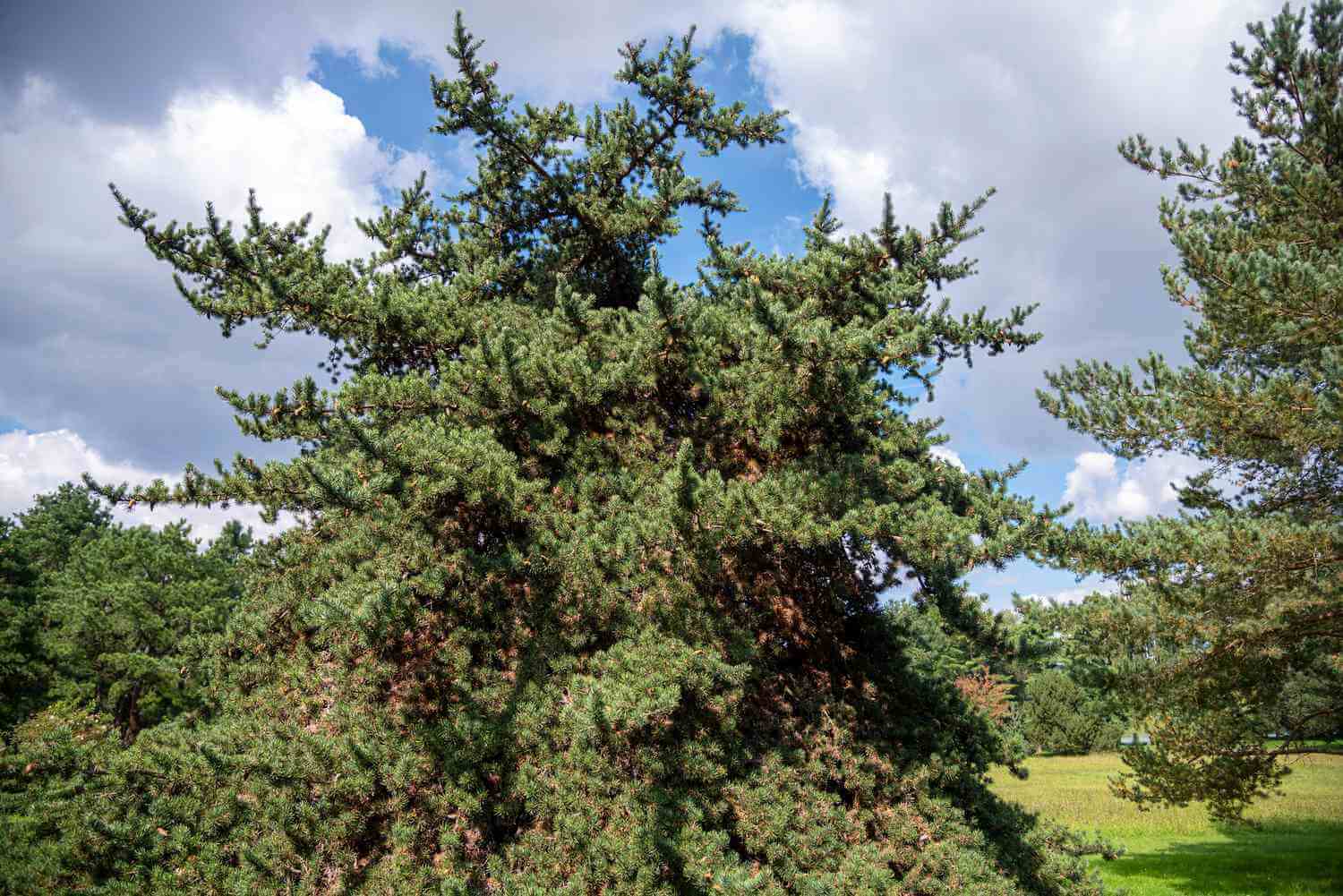 Jack Pine Tree