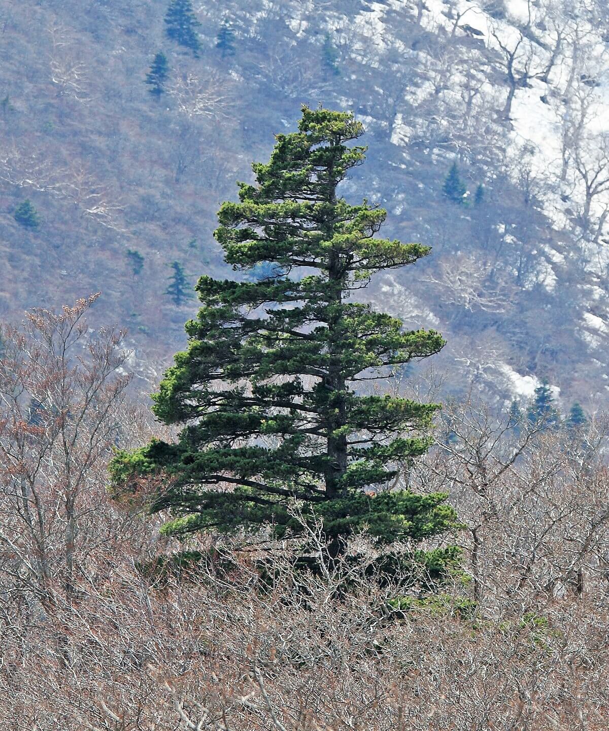 Japanese Whine Pine