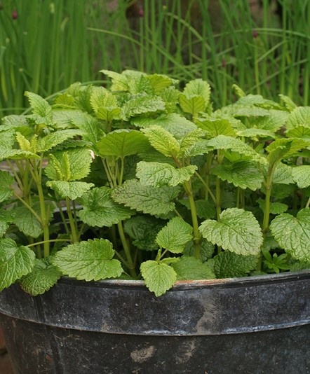 15 Plants That Repel Fleas and How to Use Them (Safe for Pets ...