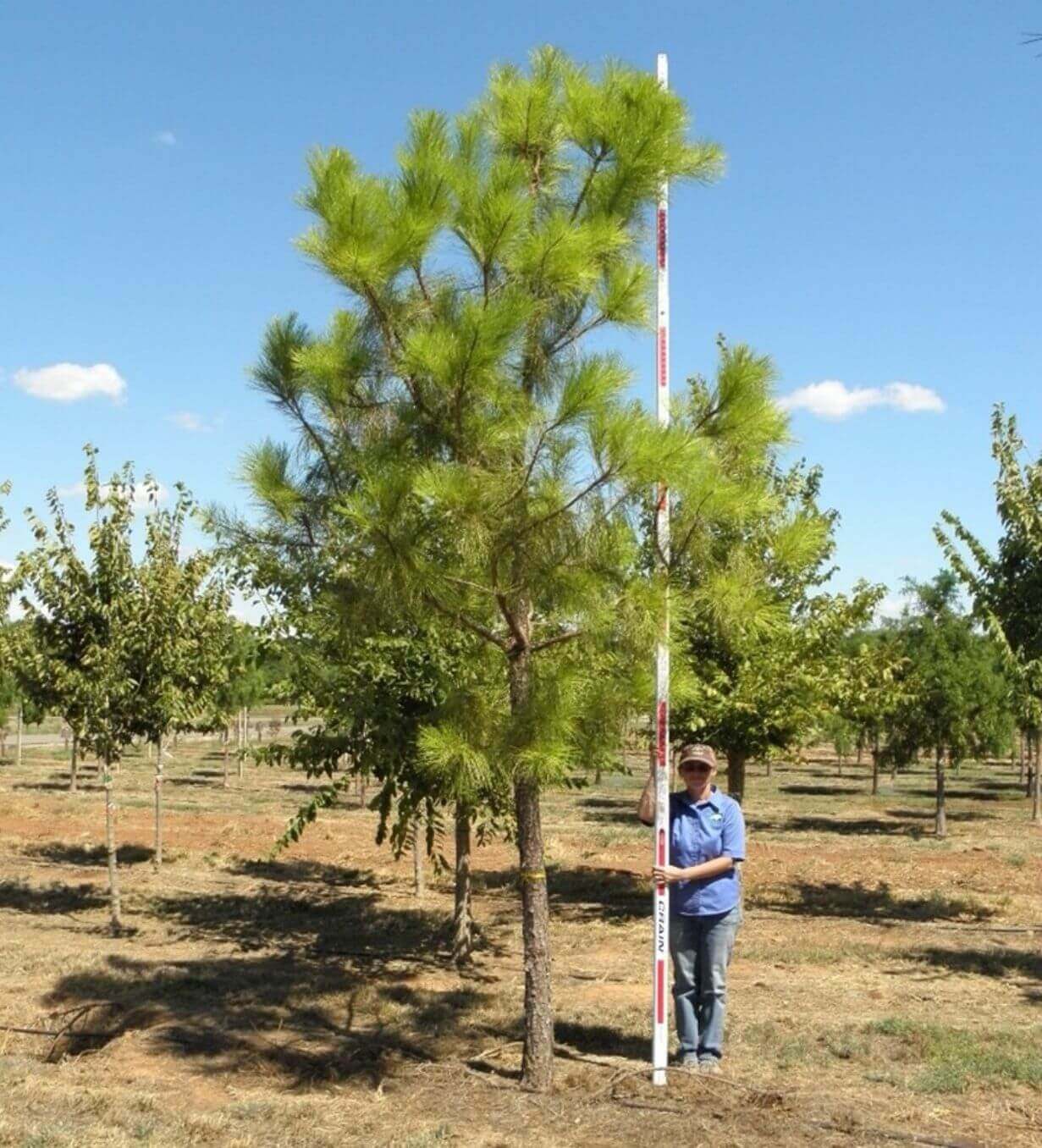 Loblolly Pine Tree