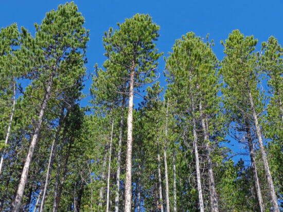Lodgepole Pine