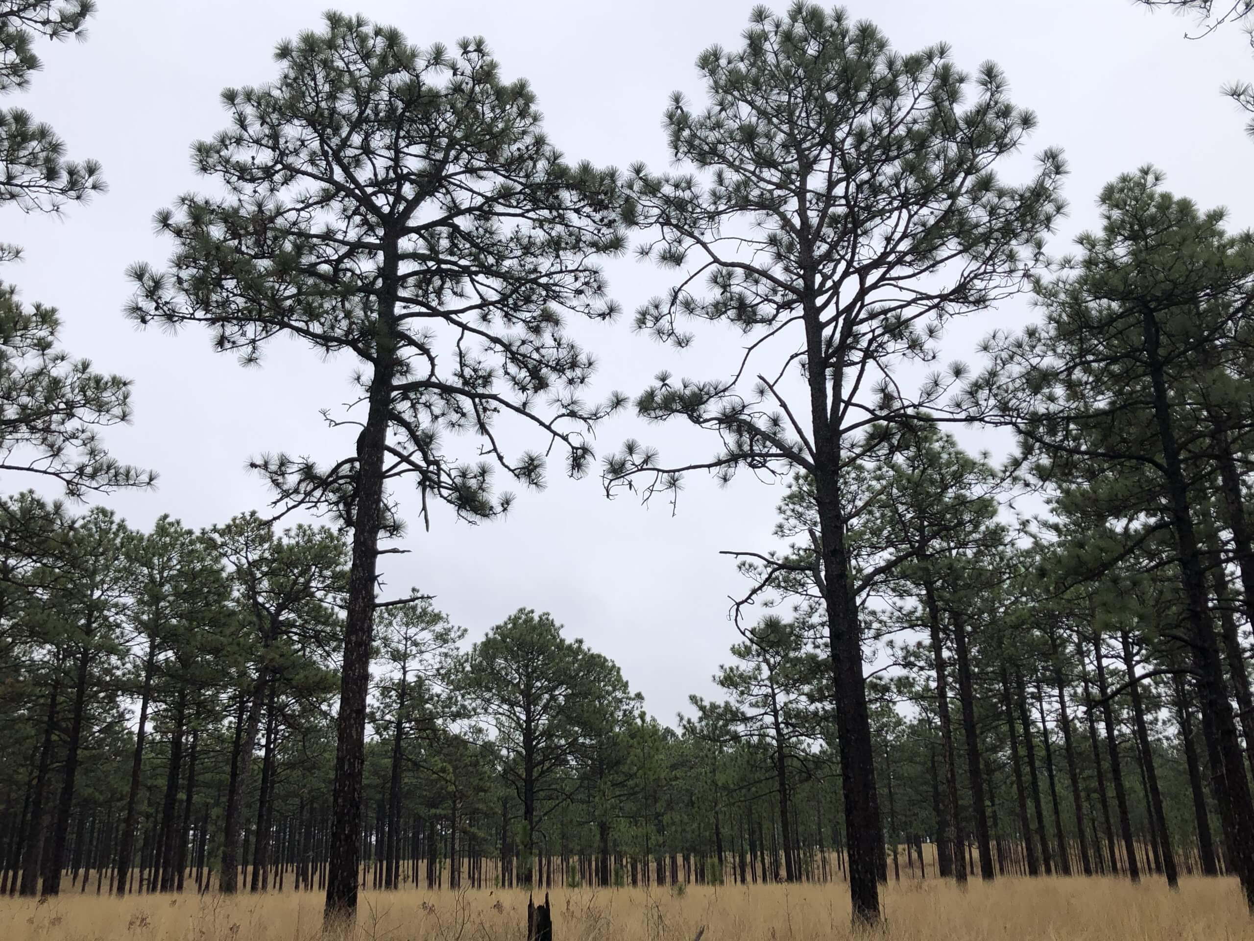 Longleaf Pine