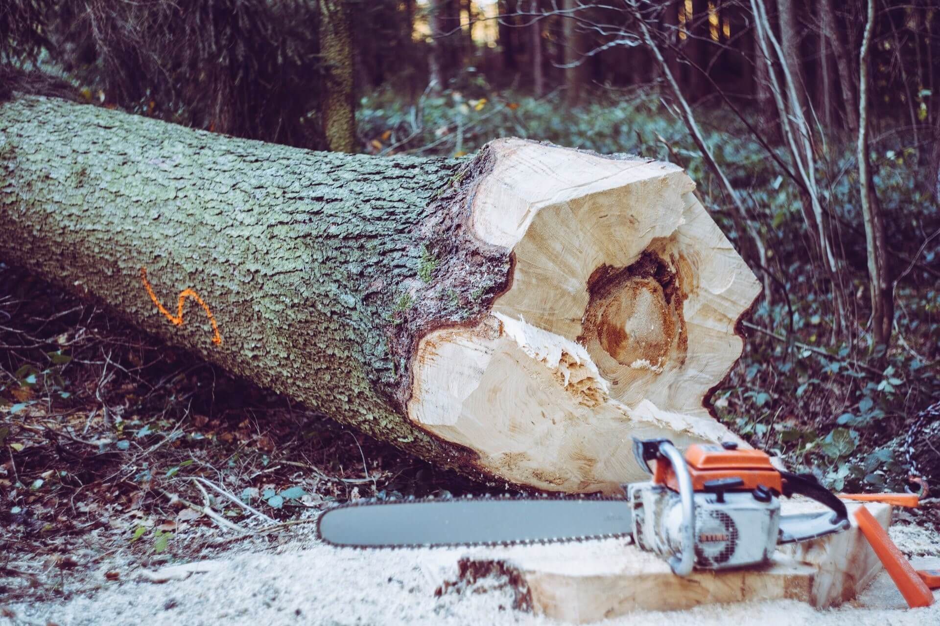 Mess Clearing after Cutting Down a Tree