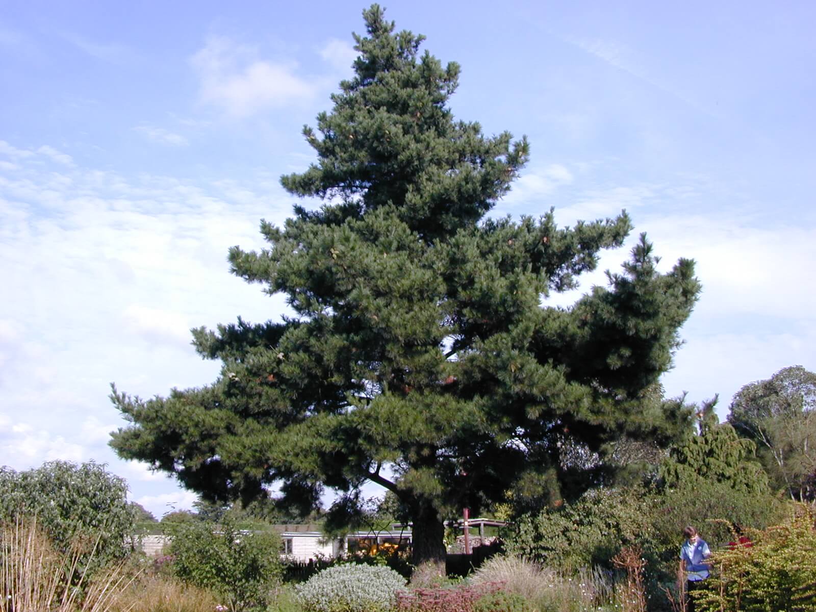 Monterey Pine Tree