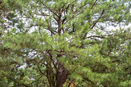 Pitch Pine Tree