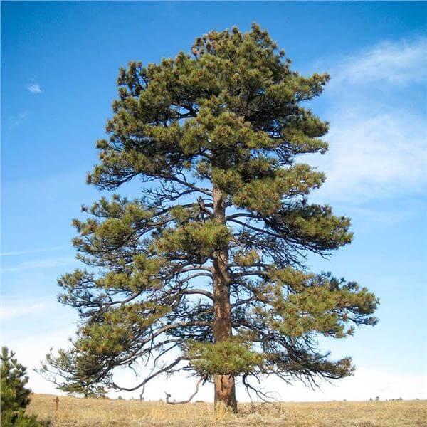 Ponderosa Pine Tree
