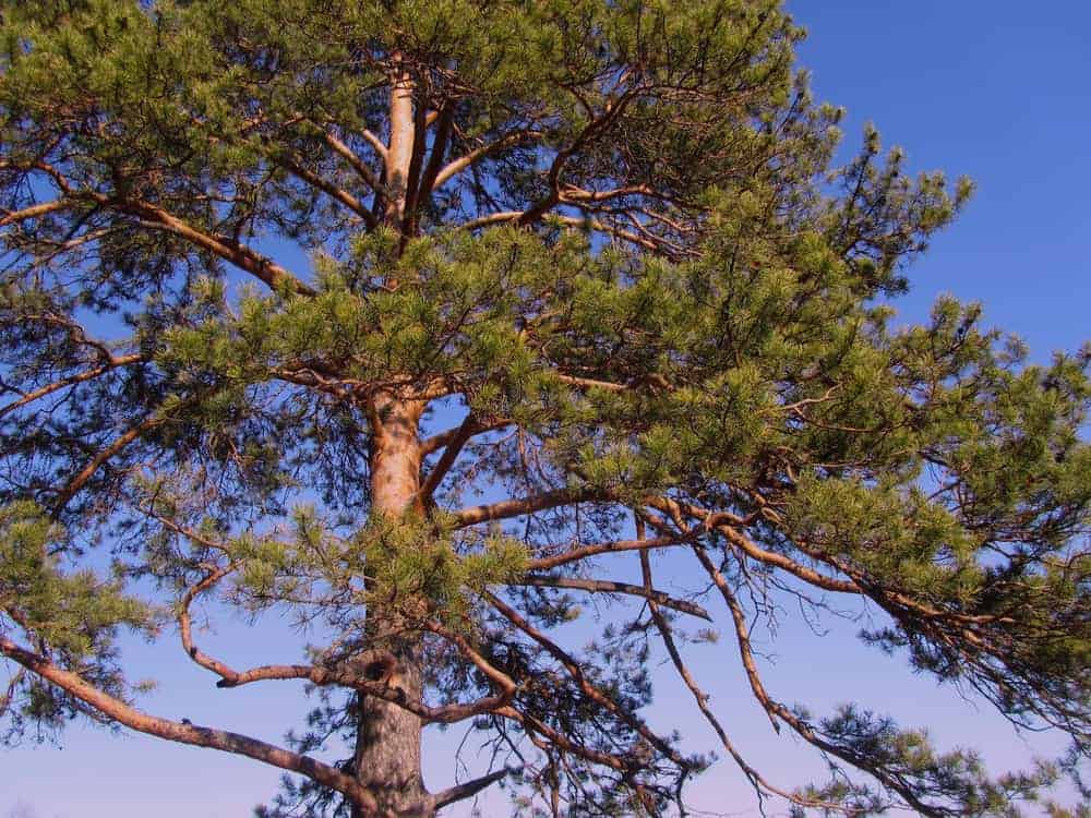 Red Pine Tree