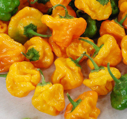 Scotch Bonnet