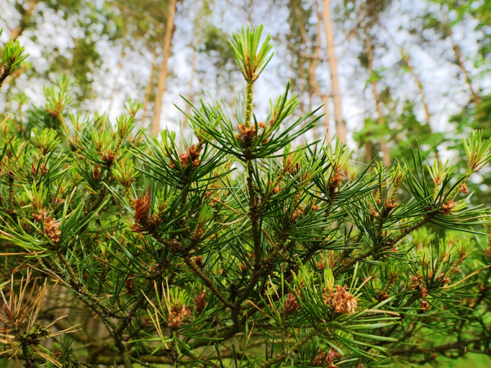 Scots (Scotch) Pine Tree