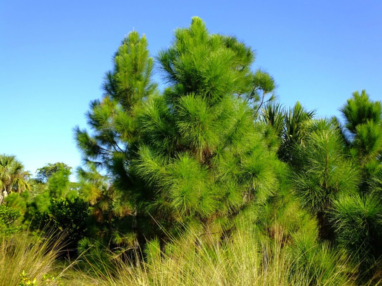 Slash Pine Tree