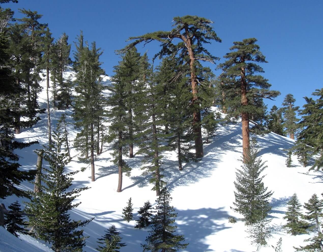 Sugar Pine Tree