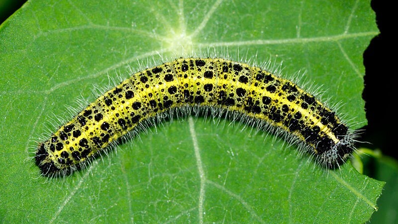 The Large White Caterpillar