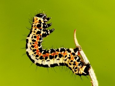 The Magpie Moth Caterpillar