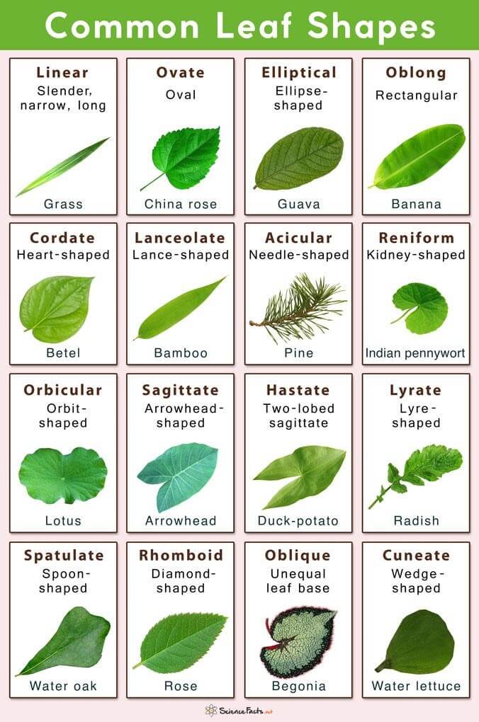 Tree leaf identification Shapes