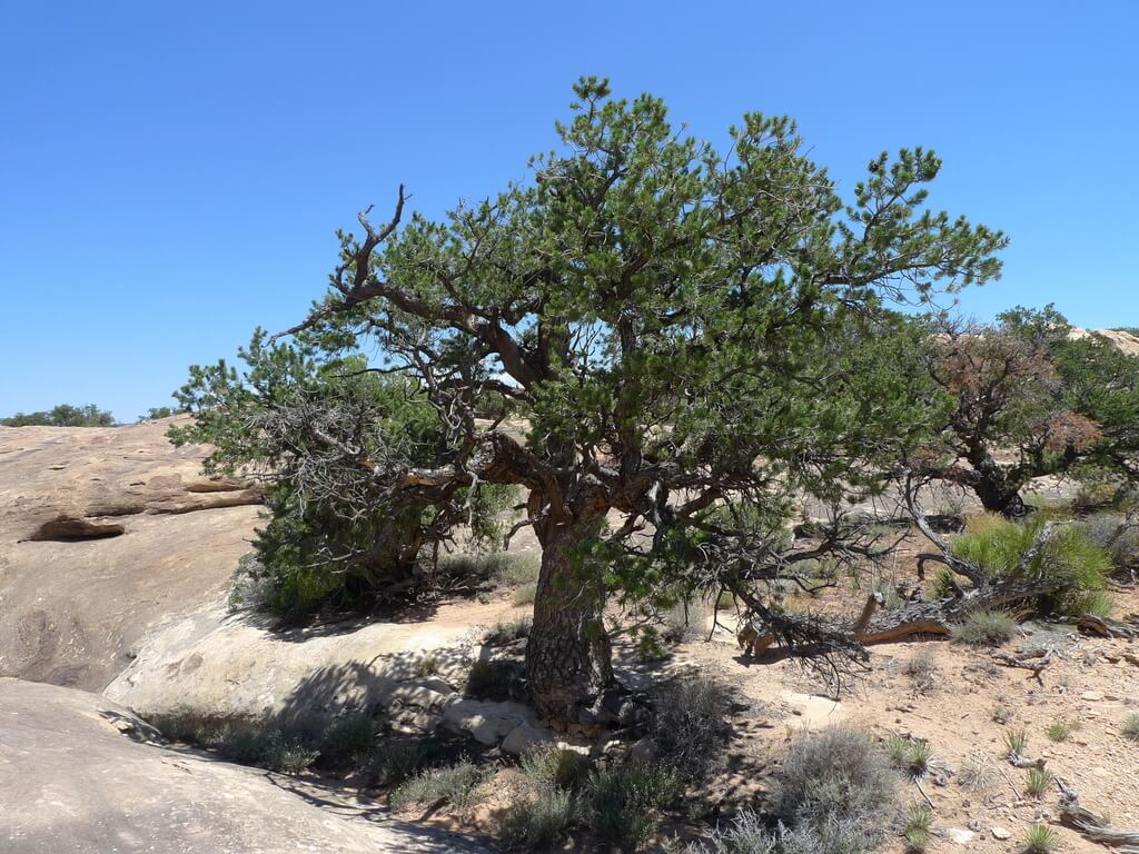 Two Needle Pinyon Pine Tree
