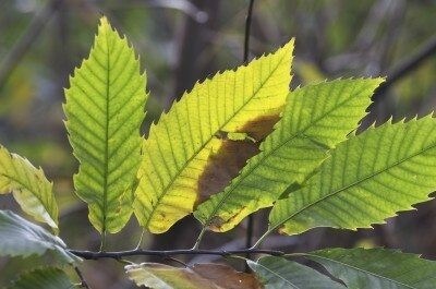 Functions of a leaf