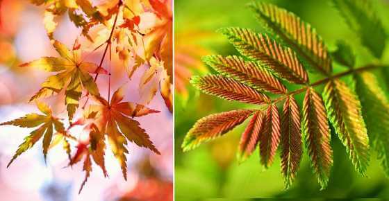 Types of Tree Leaves with Pictures for Easy Identification