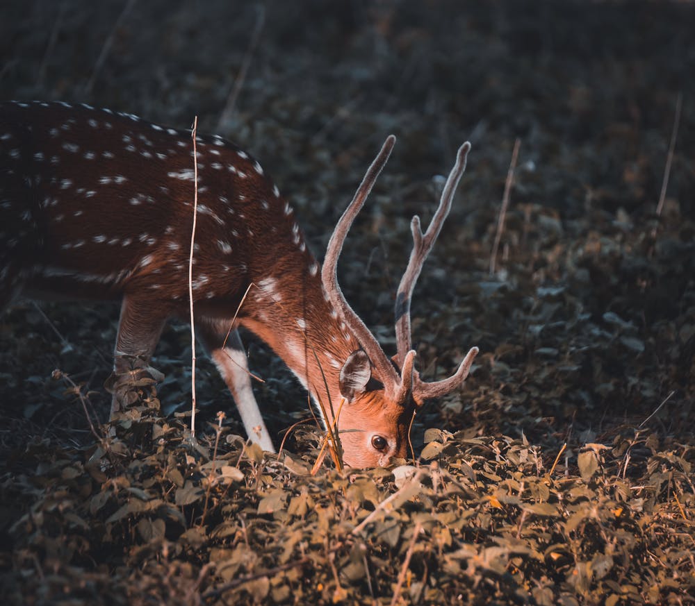 Using Cameras and Feeding