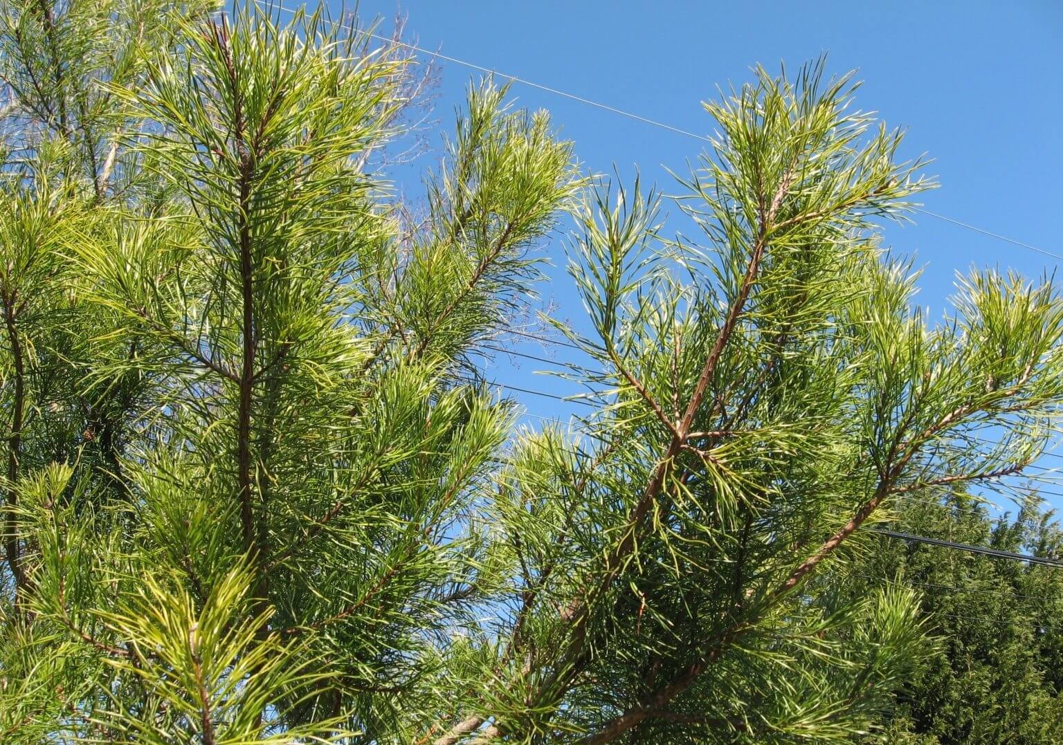 Virginia Pine Tree