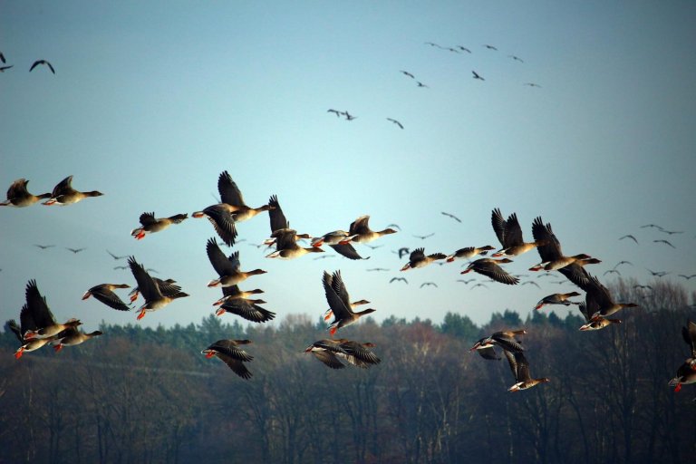 When Is Breeding Season for Wild Birds