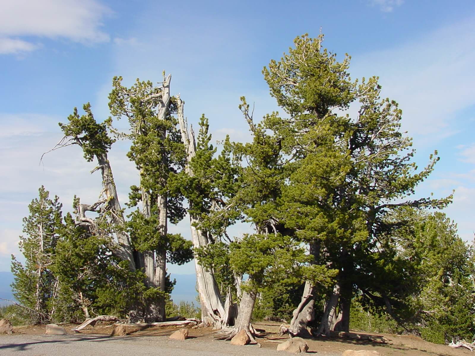 White bark Pine Tree
