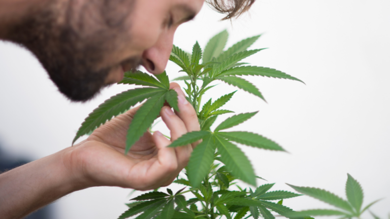 Grow pot plant at home