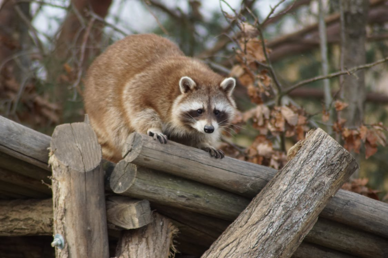 How to Keep Raccoons Away From Your House