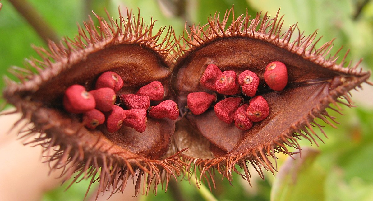A close-up of red berries on a seed pod