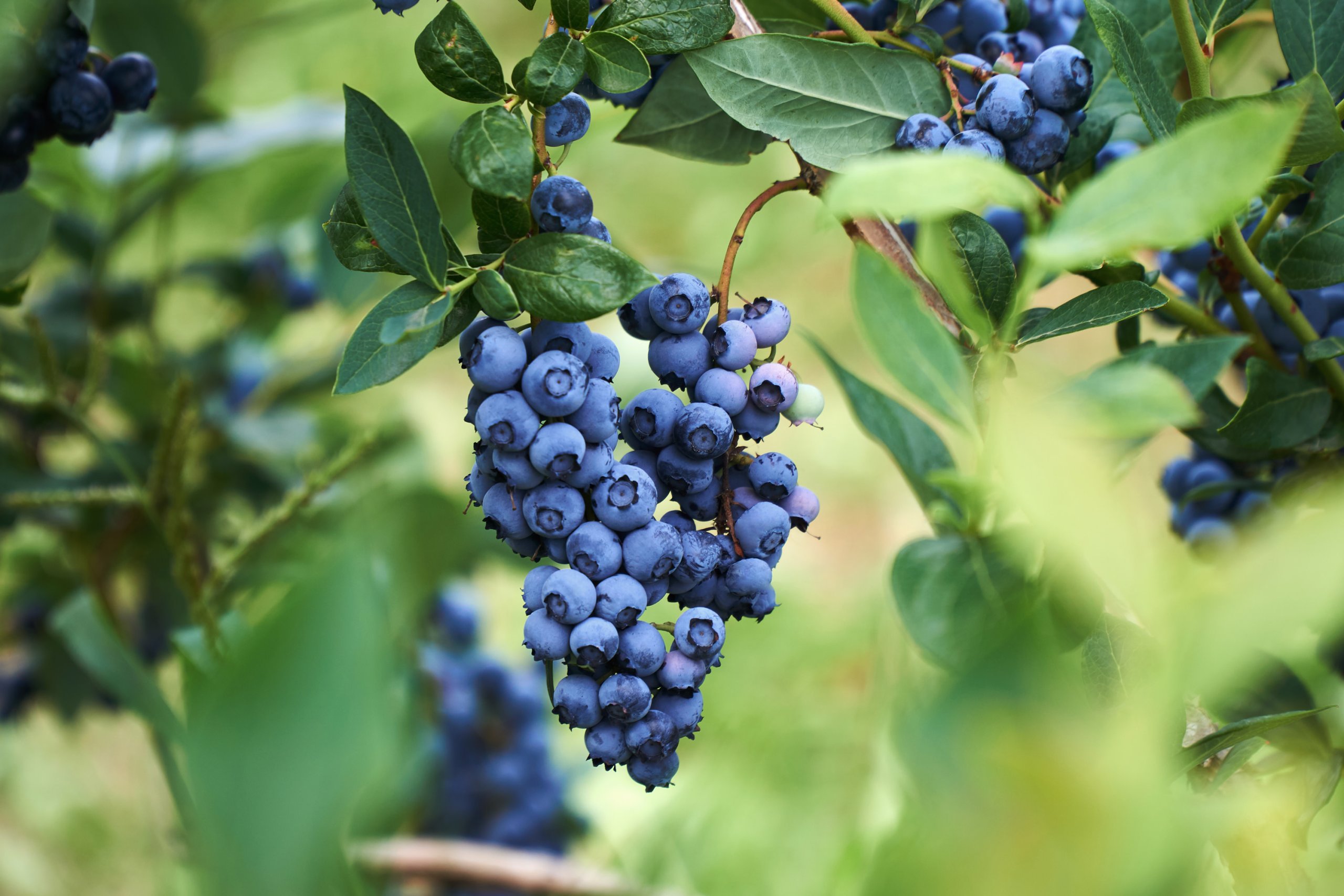 Blueberries growing on a tree in a field.