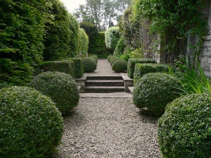 A close-up of a boxwood plant with small,