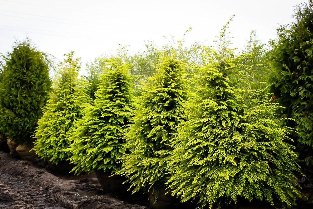 Canadian Hemlock