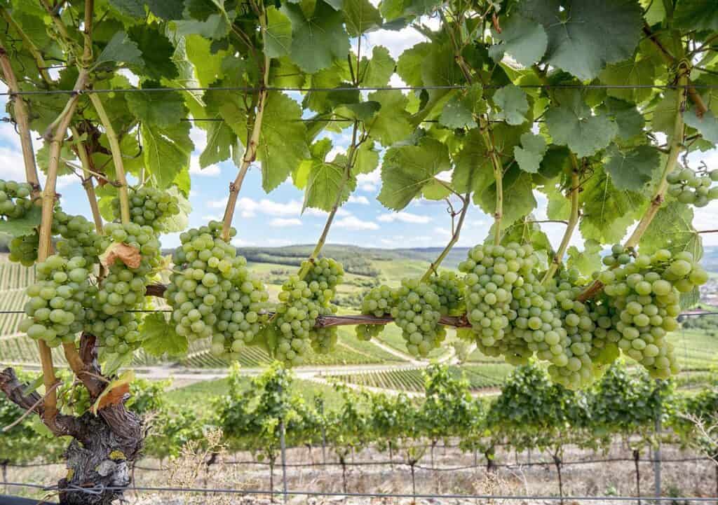 Grapes on a vine in a vineyard, showcasing the meticulous care given to the grapes on a trellis