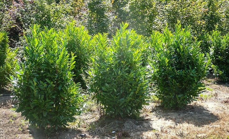 A row of green Cherry Laurel bushes in a garden.