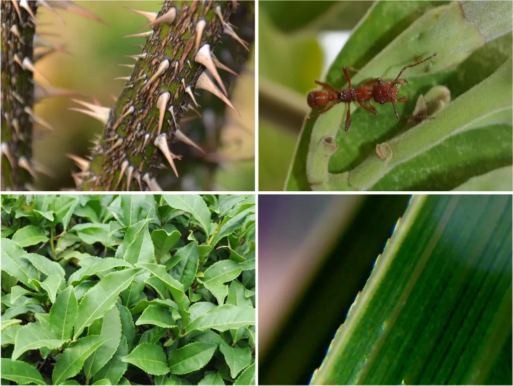 A bug on a plant,