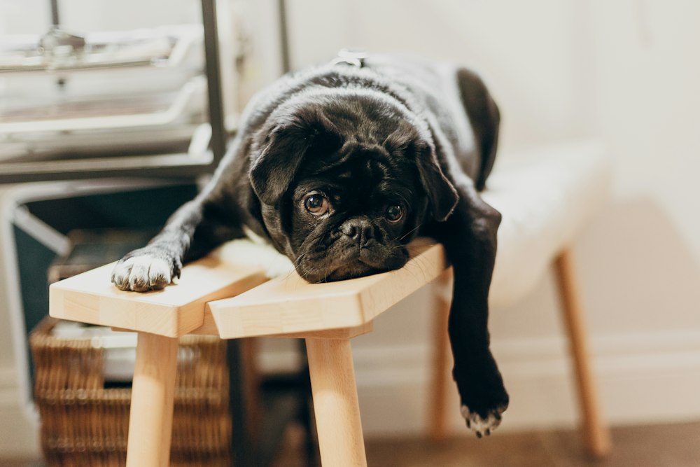 A dog resting on a couch, possibly due to low blood pressure