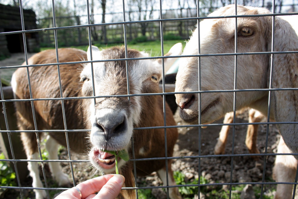 A person gently feeding a goat by hand.