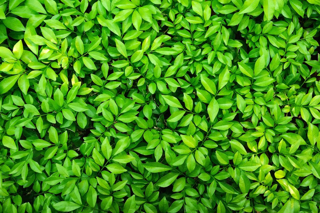 green Leaves