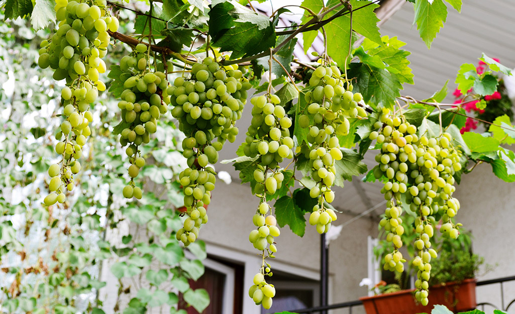 A cluster of ripe grapes hanging from a vine