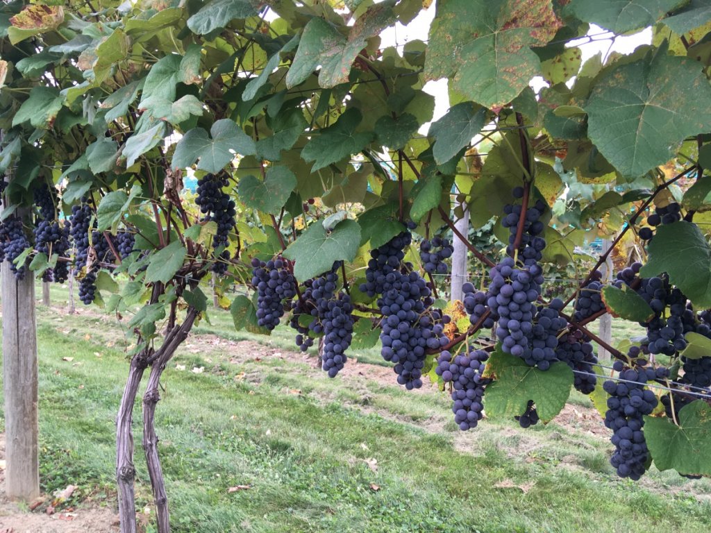 A picturesque vineyard showcasing grapes in various stages of growth, illustrating the fascinating process of how grapes climb