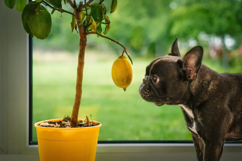  A curious dog gazes at a lemon tree, captivated by the vibrant foliage and dangling fruit