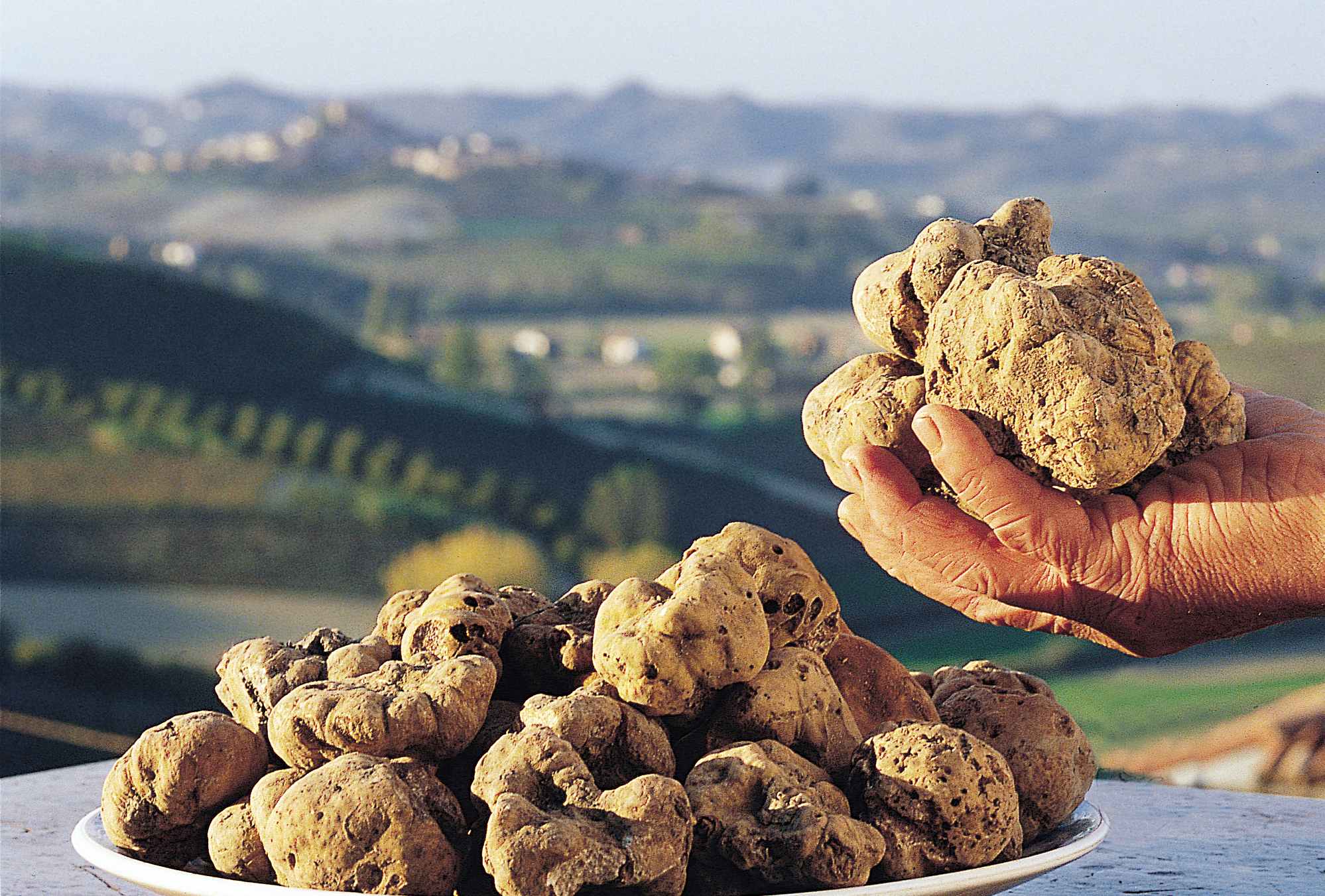 Italian White Alba Truffle