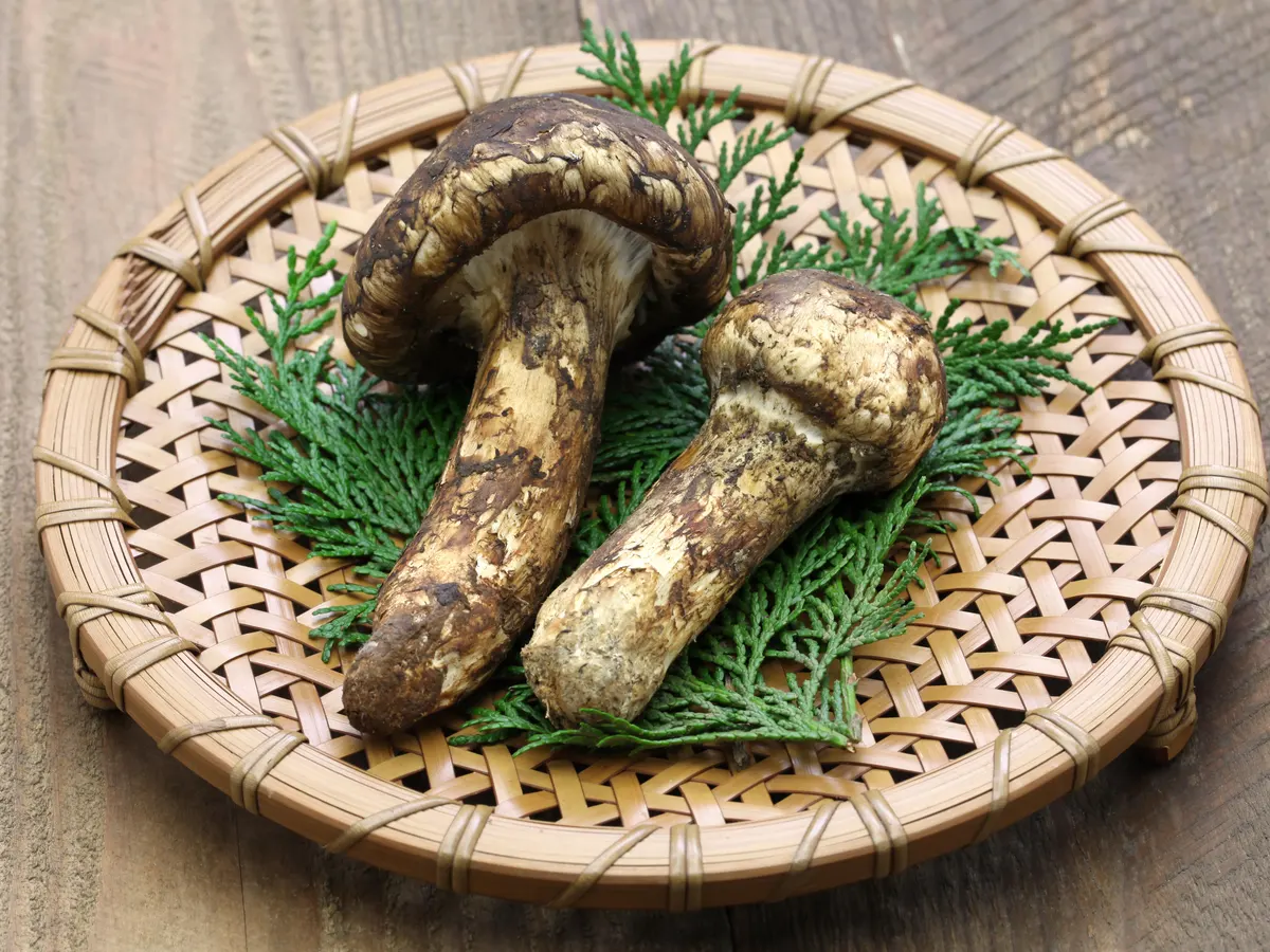 Two mushrooms on a bamboo plate