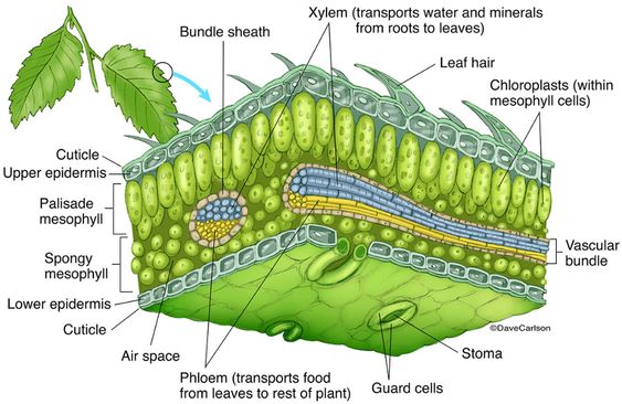 Leaf Structure